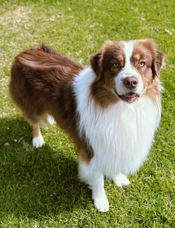 Australian Shepherd for sale by SWIFTWINDS