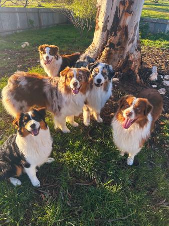 Australian Shepherd for sale by SWIFTWINDS