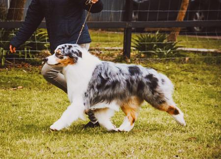 Australian Shepherd for sale by SWIFTWINDS