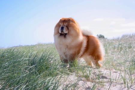 Chow Chow for sale by CHOWLEIGH