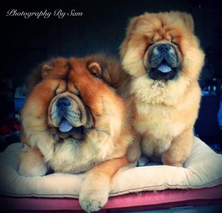 Chow Chow for sale by CHOWLEIGH