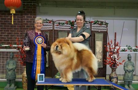 Chow Chow for sale by CHOWLEIGH