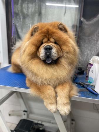 Chow Chow for sale by CHOWLEIGH