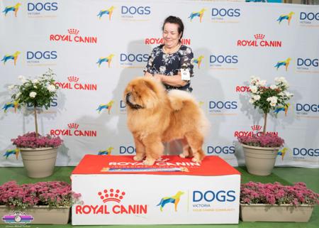 Chow Chow for sale by CHOWLEIGH