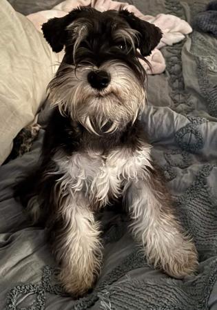 Schnauzer (Miniature) dog for sale by JARJOLA