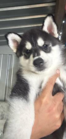 Siberian Husky puppy for sale by SIMRA