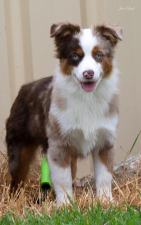 Miniature American Shepherd for sale by KAASHA