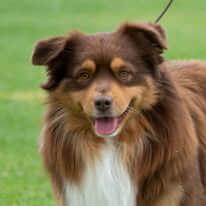 Miniature American Shepherd for sale by KAASHA