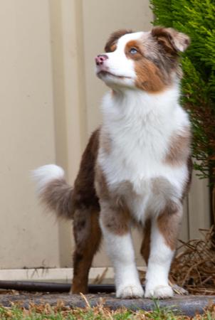 Miniature American Shepherd for sale by KAASHA