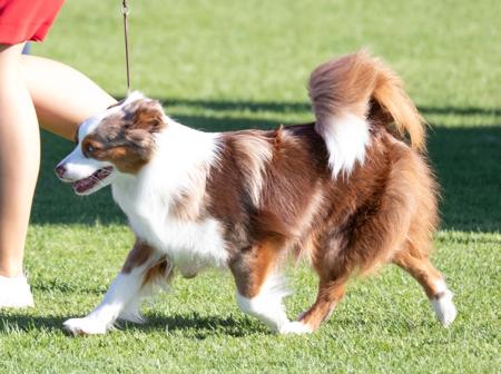Miniature American Shepherd for sale by KAASHA