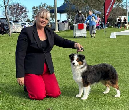 Miniature American Shepherd for sale by KAASHA