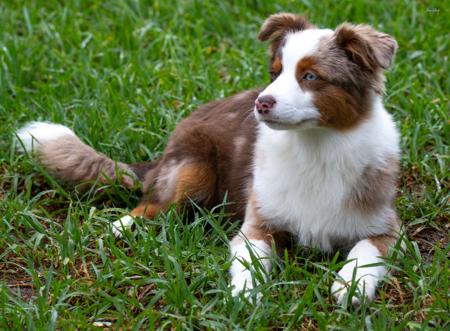 Miniature American Shepherd for sale by KAASHA