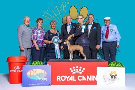 Italian Greyhound for sale by KAASHA