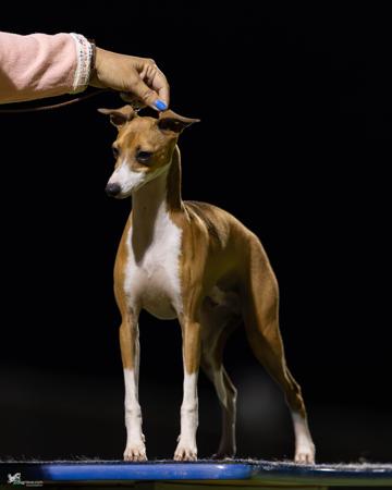 Italian Greyhound for sale by KAASHA
