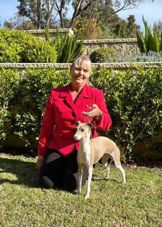 Italian Greyhound for sale by KAASHA