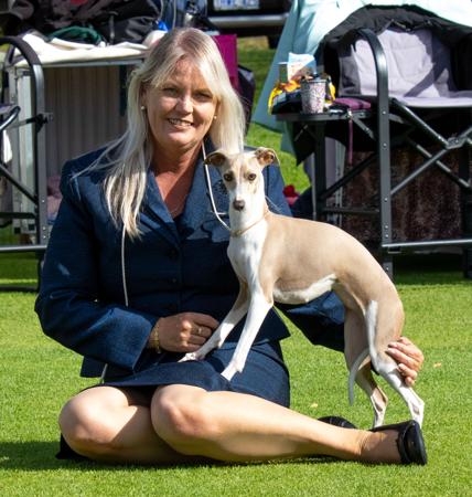Italian Greyhound for sale by KAASHA