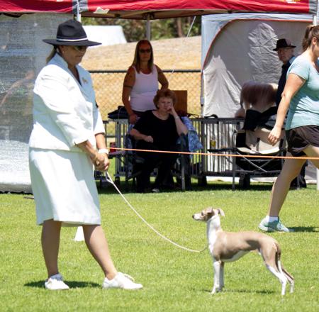 Italian Greyhound for sale by KAASHA