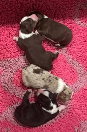 Miniature American Shepherd puppy for sale by KAASHA