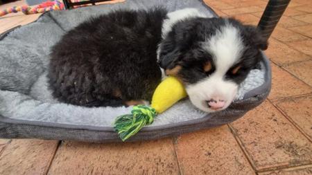 Miniature American Shepherd puppy for sale by KAASHA