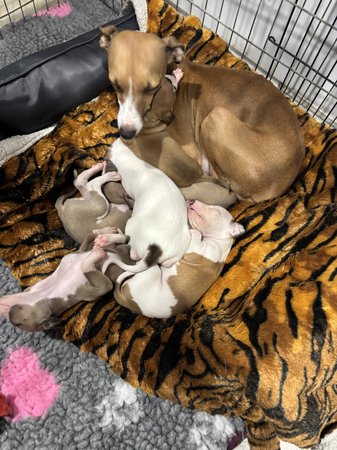 Italian Greyhound puppy for sale by KAASHA