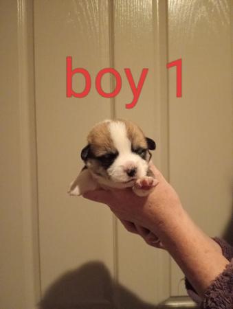 Welsh Corgi (Pembroke) puppy for sale by LWYSAF