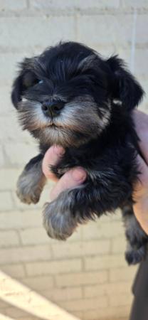Schnauzer (Miniature) puppy for sale by FIRDRAKMS