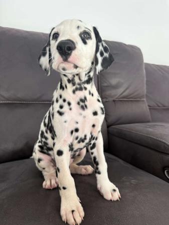 Dalmatian puppy for sale by DAYDREAMDALS