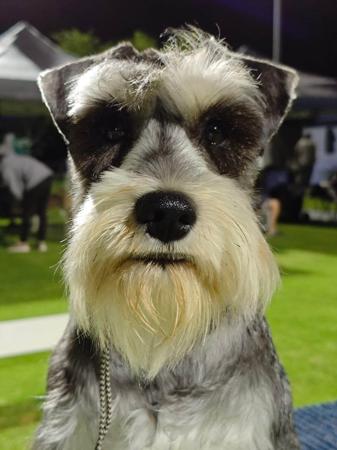 Schnauzer (Miniature) for sale by STEMIS