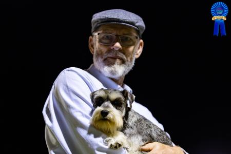 Schnauzer (Miniature) for sale by STEMIS