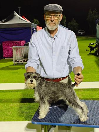 Schnauzer (Miniature) for sale by STEMIS