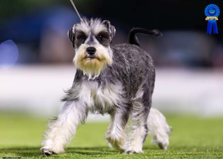 Schnauzer (Miniature) for sale by STEMIS