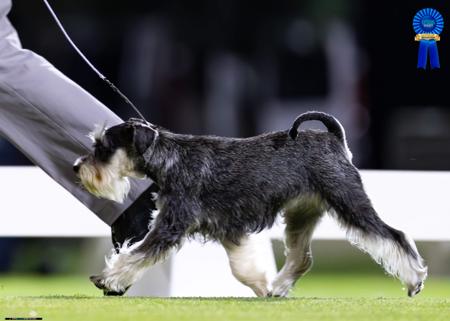 Schnauzer (Miniature) for sale by STEMIS