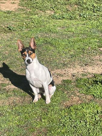 Tenterfield Terrier for sale by DEMMUKE