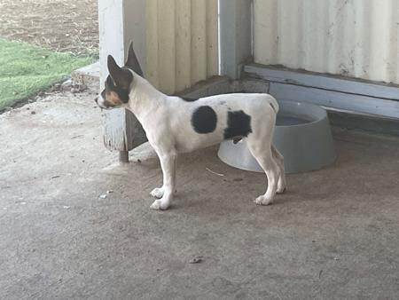 Tenterfield Terrier for sale by DEMMUKE