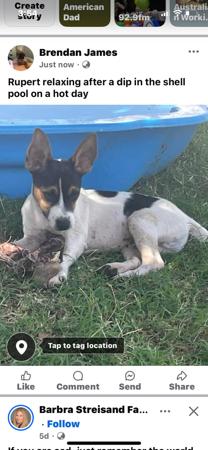 Tenterfield Terrier for sale by DEMMUKE