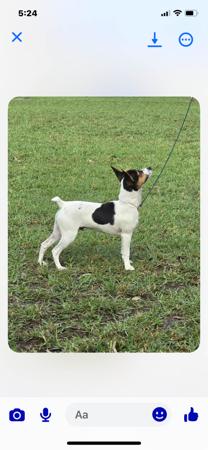 Tenterfield Terrier for sale by DEMMUKE