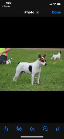 Tenterfield Terrier dog for sale by DEMMUKE