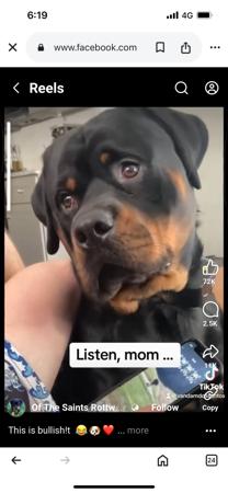 Rottweiler for sale by ROTTVALDA