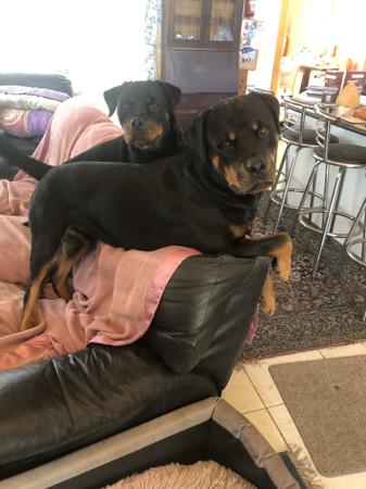 Rottweiler for sale by ROTTVALDA