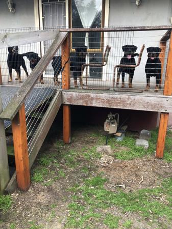 Rottweiler for sale by ROTTVALDA