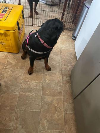 Rottweiler for sale by ROTTVALDA