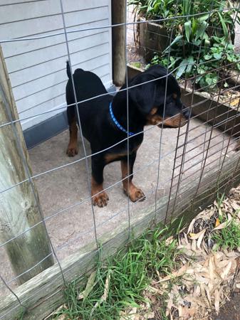 Rottweiler for sale by ROTTVALDA