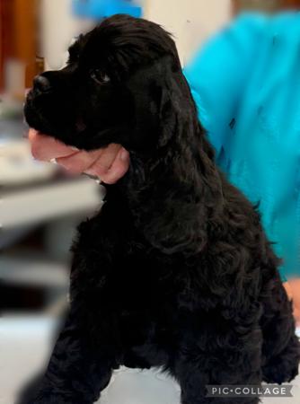Landmark Havana Ooh Nah Nah Cocker Spaniel (American)