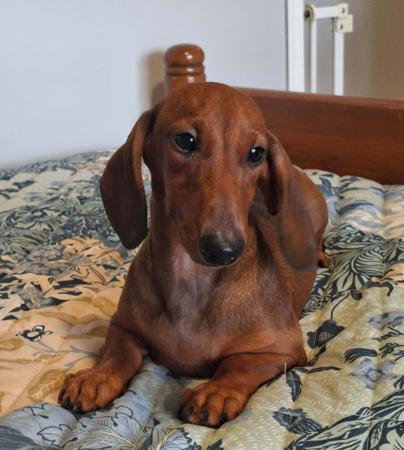 Dachshund (Miniature Smooth Haired) puppy for sale by BRYVON