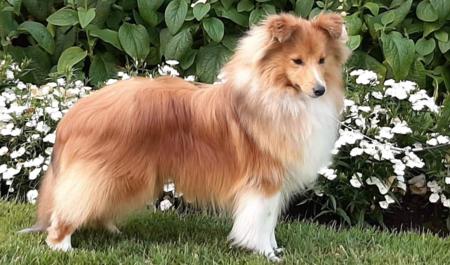 Shetland Sheepdog for sale by RAYANDA
