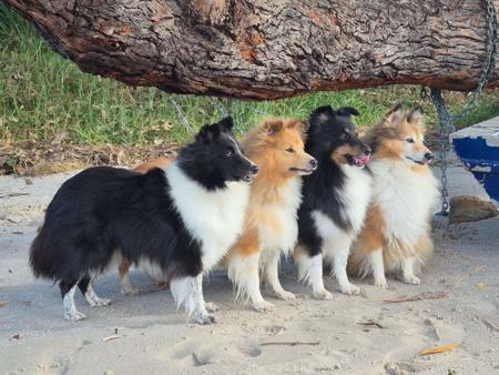 Shetland Sheepdog for sale by RAYANDA