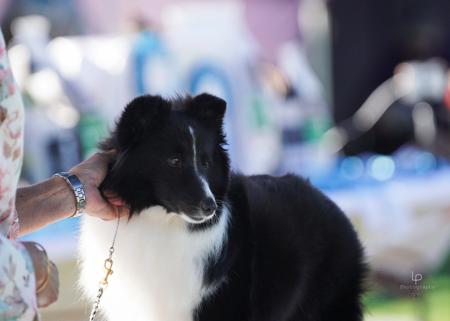 Shetland Sheepdog for sale by RAYANDA