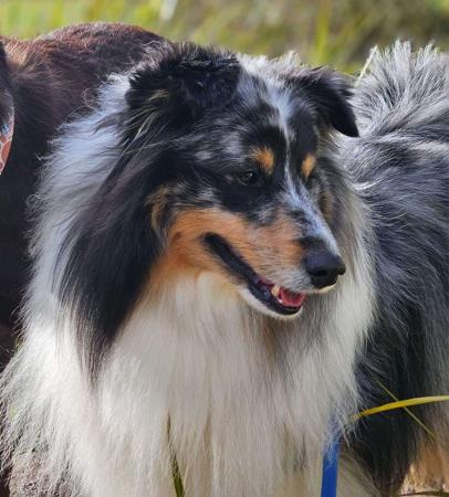 Shetland Sheepdog for sale by RAYANDA