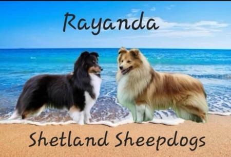 Shetland Sheepdog for sale by RAYANDA