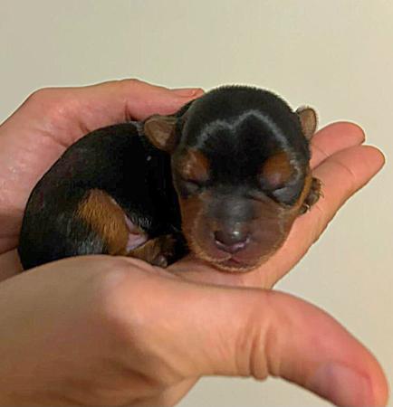 Yorkshire Terrier puppy for sale by MINIEDREAMOR